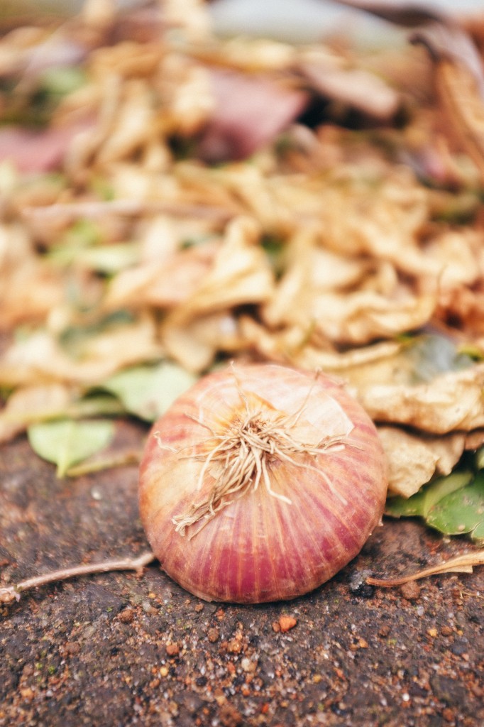 An Abandoned Onion